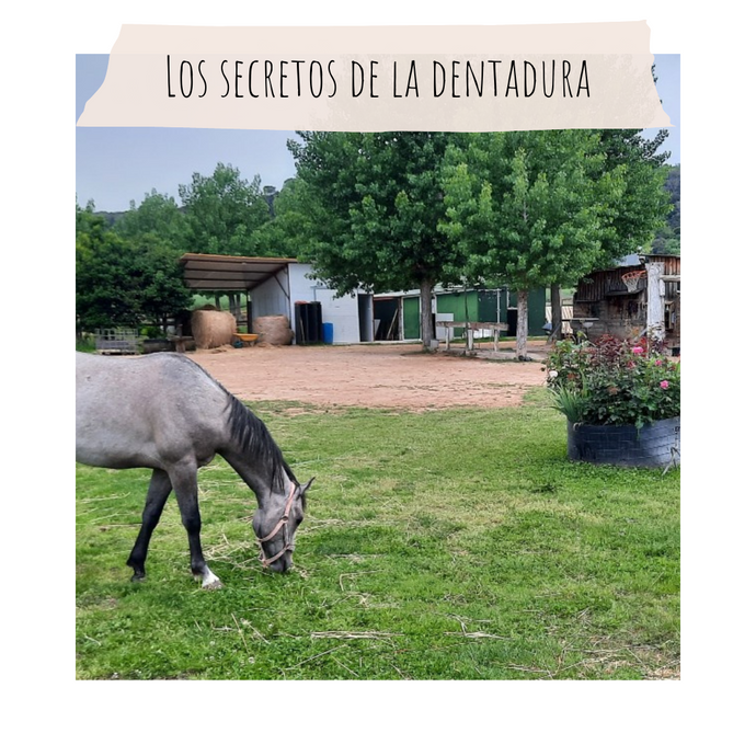 Los secretos de la dentadura de los caballos